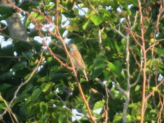 Spiza americana