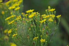 Chrysopsis scabrella