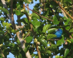 Passerina cyanea
