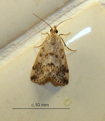 Glaphyriinae