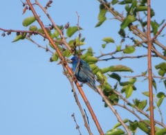 Passerina cyanea