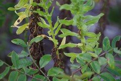 Chrysopsis scabrella