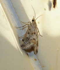 Glaphyriinae