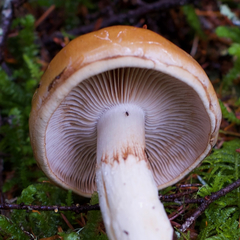Cortinarius collinitus