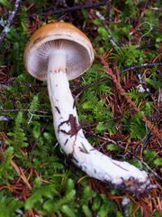Cortinarius collinitus