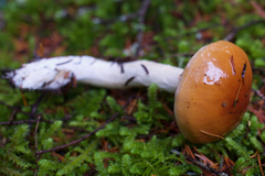 Cortinarius collinitus