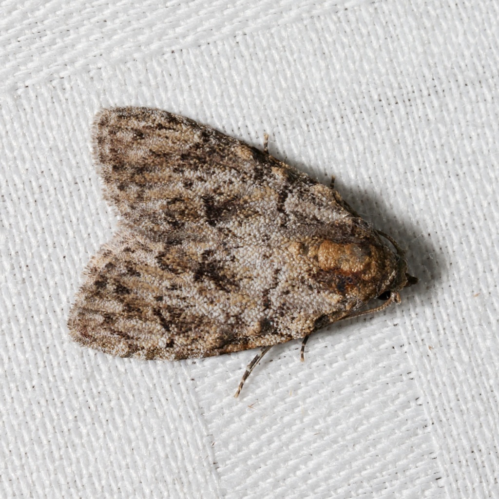 Meganola zolotuhini