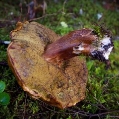 Boletus fibrillosus