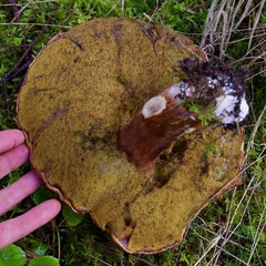 Boletus fibrillosus