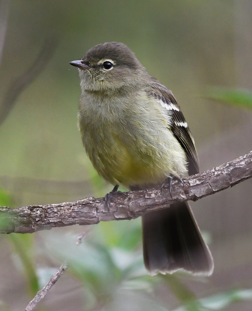 Small-headed Elaenia photo