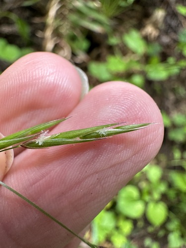 Image of Melica subulata by (c) Matt Berger, some rights reserved (CC BY)