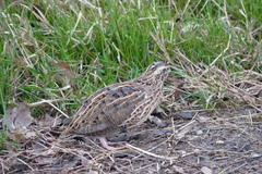 Coturnix coturnix