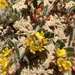 Acmispon tomentosus - Photo (c) Matt Berger, some rights reserved (CC BY), uploaded by Matt Berger