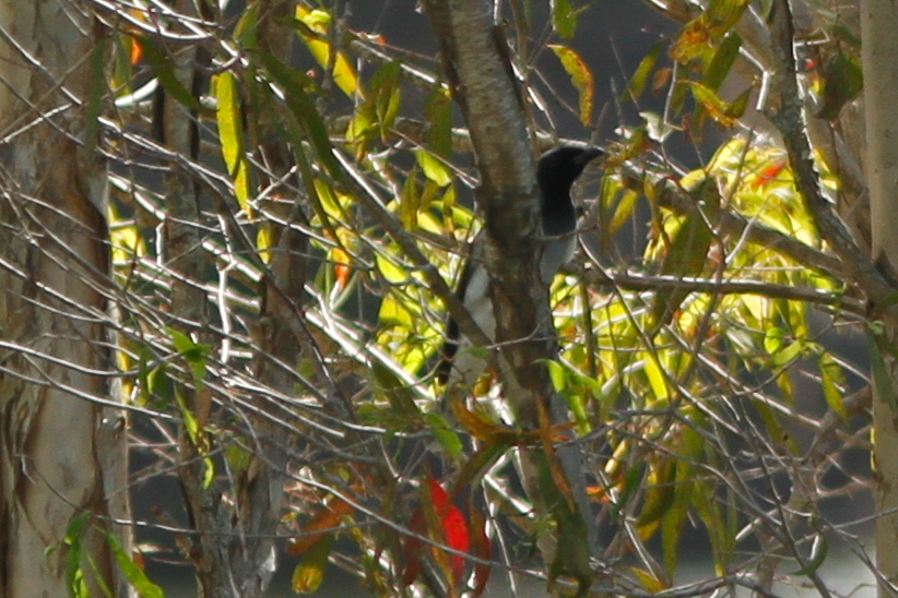 Black-faced Cuckooshrike