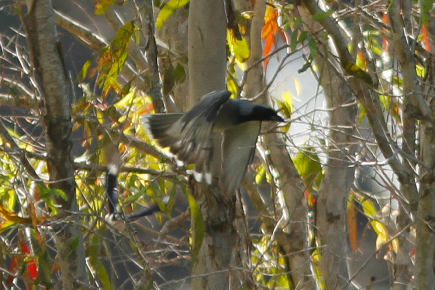 Black-faced Cuckooshrike