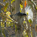 Mainland Black-faced Cuckooshrike - Photo (c) Julien Renoult, some rights reserved (CC BY), uploaded by Julien Renoult