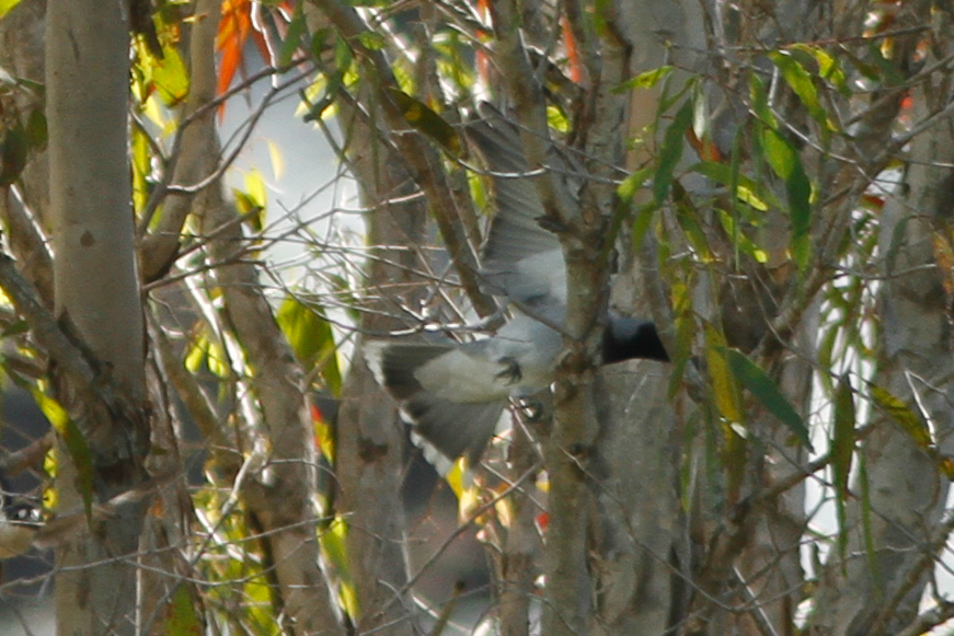 Black-faced Cuckooshrike