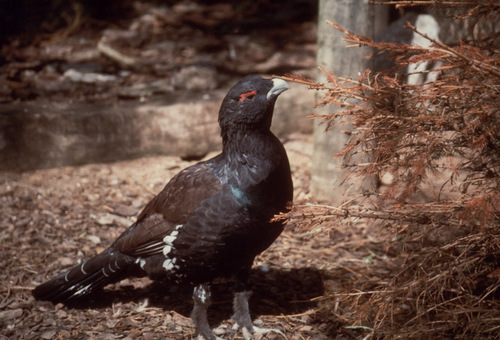 Western Capercaillie