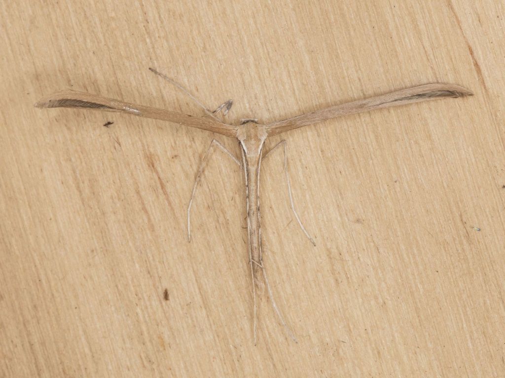 Western Plume Moth