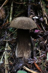 Porphyrellus