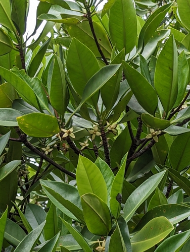 Image of Rhizophora apiculata by (c) Daniel Montesinos, some rights reserved (CC BY)