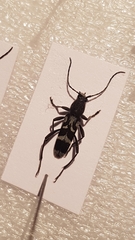 Chlorophorus figuratus