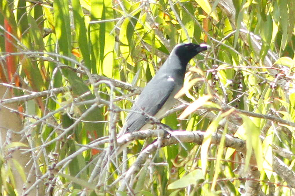 Black-faced Cuckooshrike