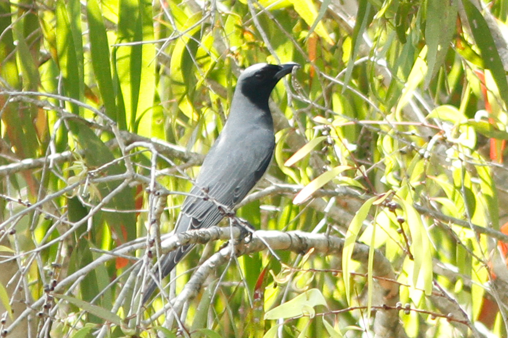 Black-faced Cuckooshrike