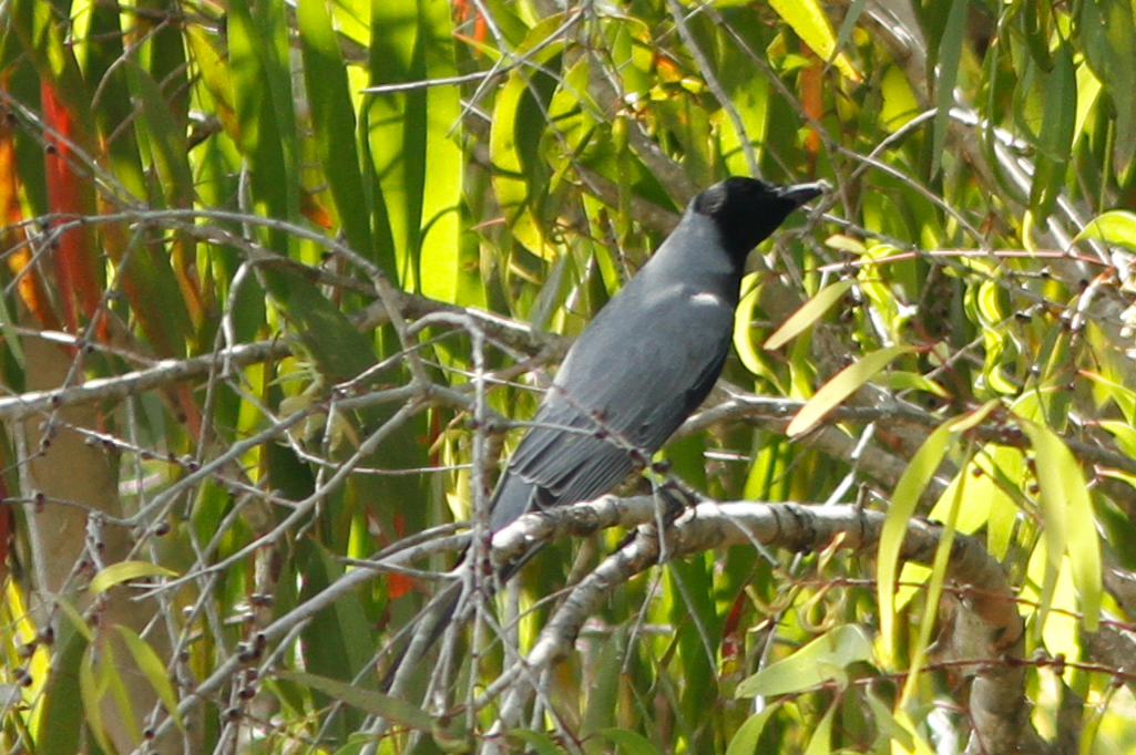 Black-faced Cuckooshrike