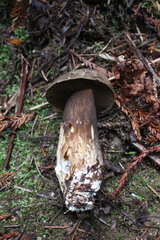 Porphyrellus