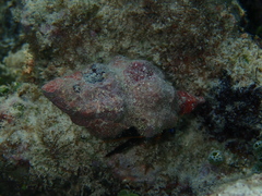 Fasciolariidae