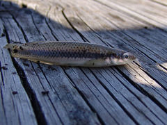 Fundulus olivaceus