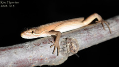 Takydromus amurensis