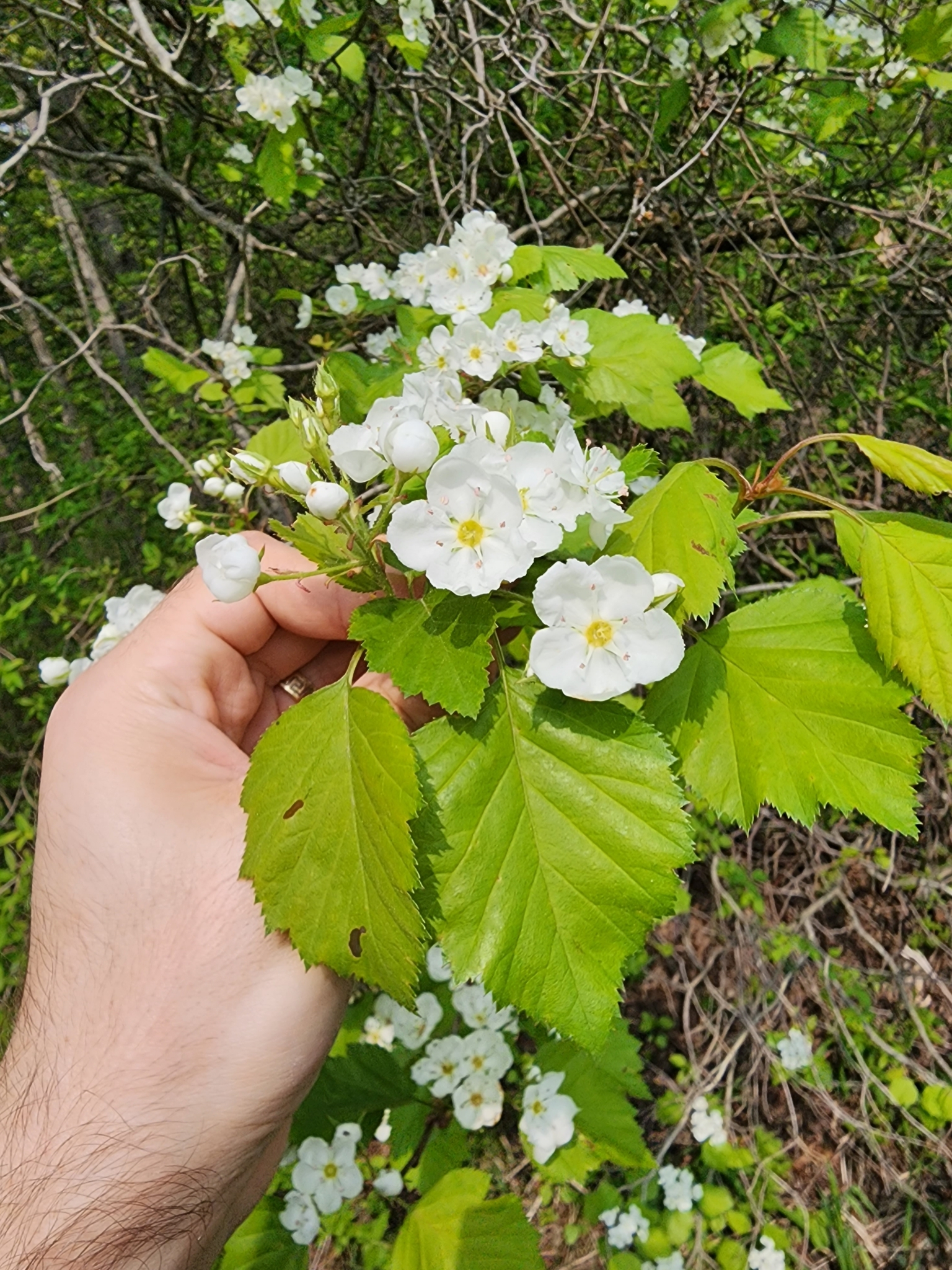 Crataegus pennsylvanica