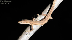 Takydromus amurensis