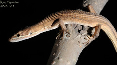 Takydromus amurensis