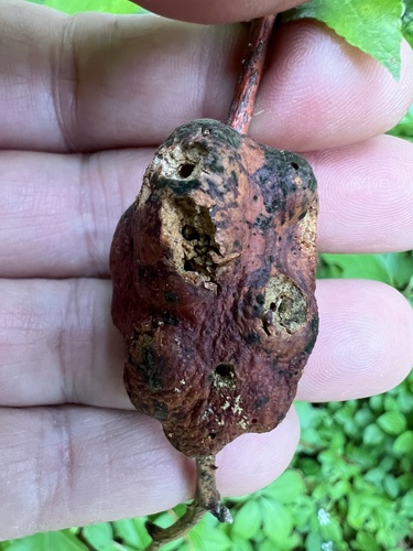 Blackberry Knot Gall Wasp photo 3