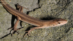 Takydromus amurensis
