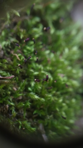 Image of Brachytheciastrum velutinum by (c) Scarlett S., some rights reserved (CC BY)