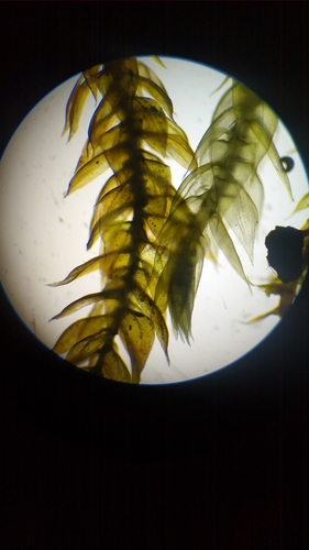 Brachytheciastrum velutinum