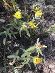 Heterotheca villosa foliosa