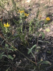 Heterotheca villosa foliosa
