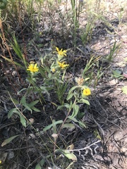 Heterotheca villosa foliosa