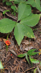Arisaema amurense