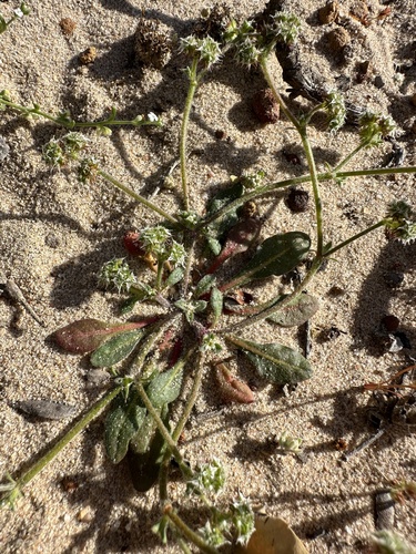 Image of Chorizanthe diffusa by (c) Matt Berger, some rights reserved (CC BY)