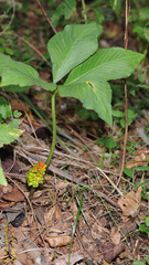 Arisaema amurense