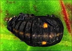 Coccinella undecimpunctata