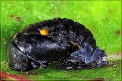 Coccinella undecimpunctata