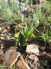 Hypoxis galpinii