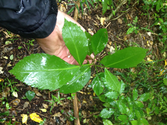 Pseudopanax crassifolius × lessonii